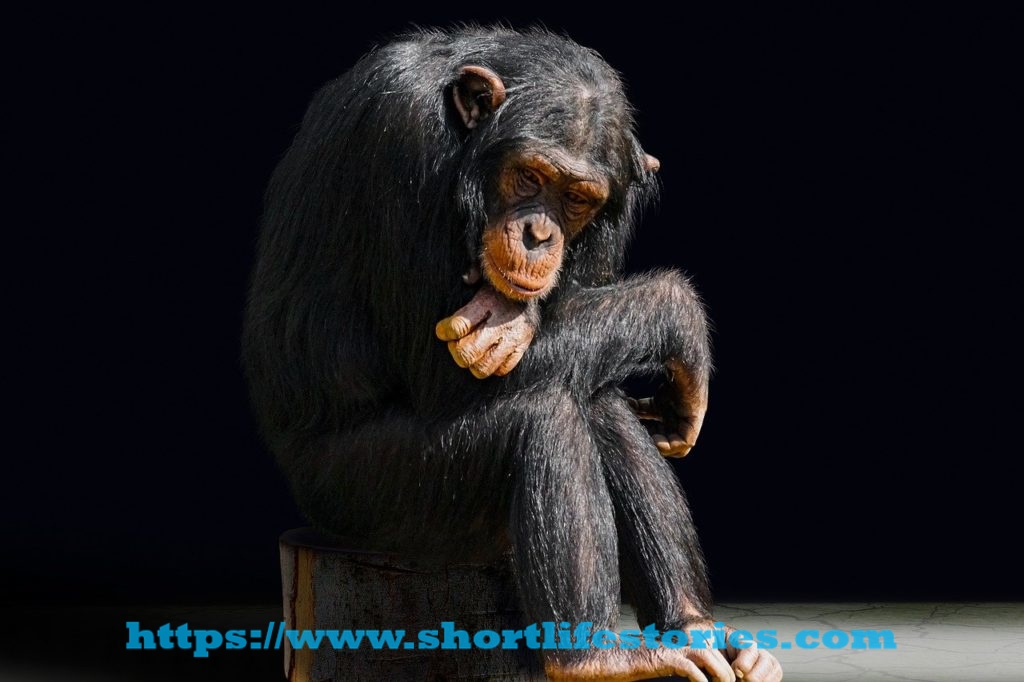 animal, primate, monkey
