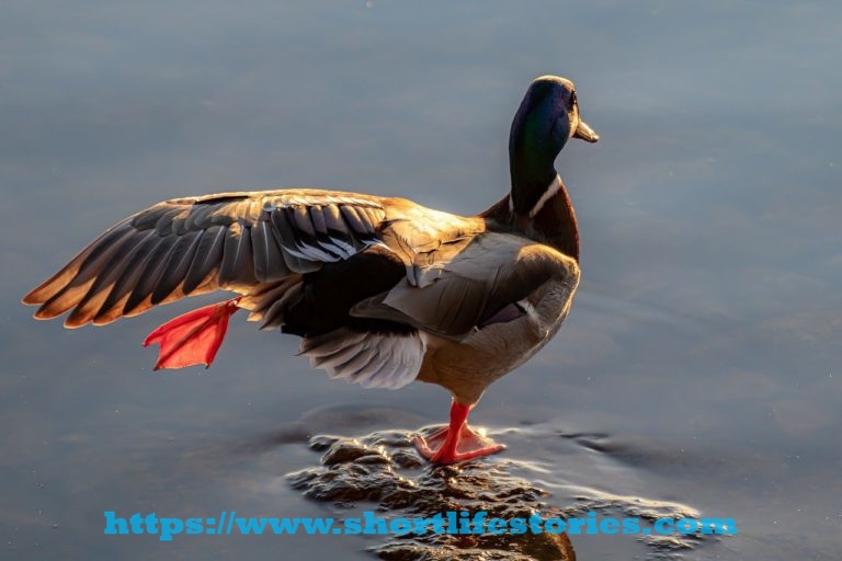 duck, water, wing