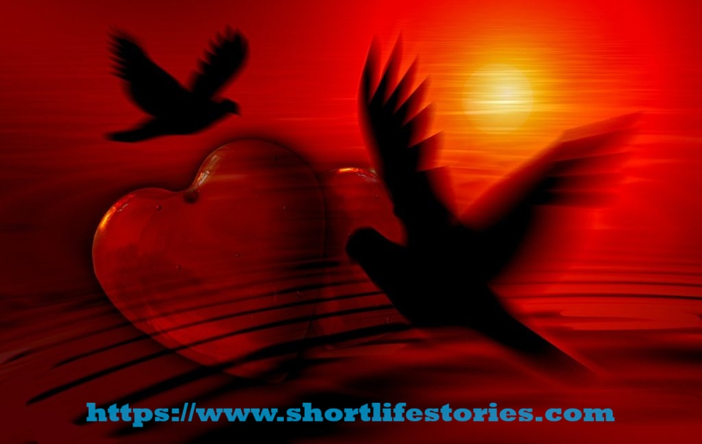 heart, dove, silhouette