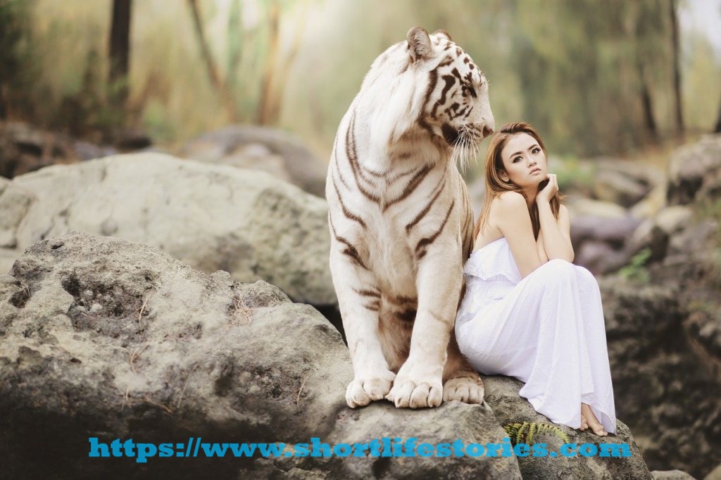 nature, animal world, white bengal tiger